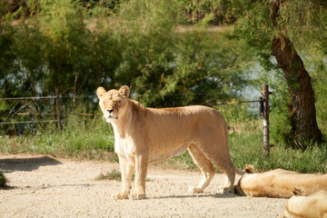 Lioness in the sauvage wild