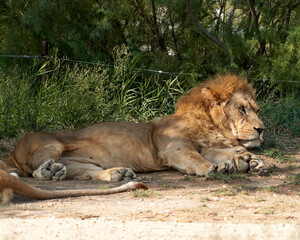 Fototapeta na wymiar Lion in the sauvage wild