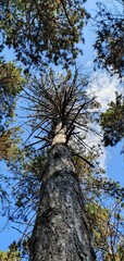 Fototapeta premium trees in the forest