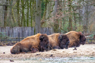 
row of three lying ruminant american bison in a park