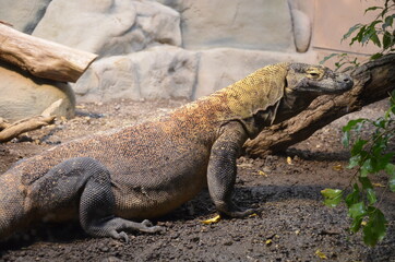 Komodo Dragon, the largest lizard in the world