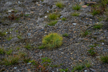 Small round green plants growing in the gravel.