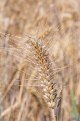 Close up of a wheat (triticum aestivum) plant in the field ready to harvest