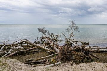 storm broken trees on the baltic sea coast