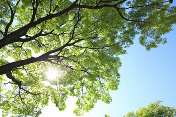 Obraz premium 新緑の木々