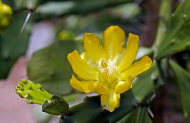 Yellow cactus flower, Brazil  