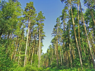 Fototapeta premium Pine forest with a road going into the distance