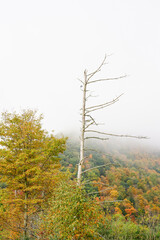 Obraz premium Beautiful fall morning. Fog lifting off the mountains in Pennsylvania. Fall foliage. Tall, dead stands in the middle of this portrait orientation image.