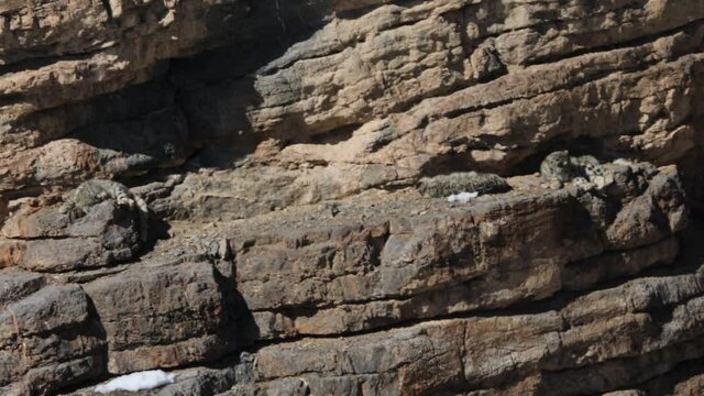 Snow leopard cubs  near Kibber, Spiti valley of Himachal Pradesh, India