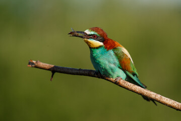 European bee-eater, merops apiaster. The bird is sitting on a beautiful branch.