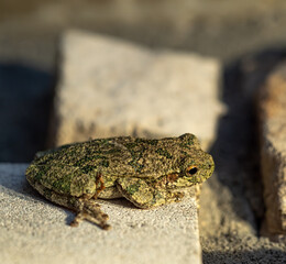 Grey Tree Frog