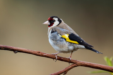 Obraz premium Male European Goldfinch, Carduelis carduelis, perched on its perch on an unfocused green background