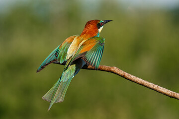 European bee-eater, merops apiaster. The bird is sitting on a beautiful branch.