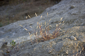 grass grows from a stone next to a reservoir. harsh conditions of survival. steppe territory. Russia