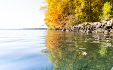 Obraz na płótnie Canvas Fall leaf on the lake floating on the water