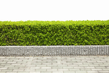254 637 Shrub Green Plant Wall Murals Canvas Prints Stickers Wallsheaven 254 637 Shrub Green Plant Wall Murals Canvas Prints Stickers Wallsheaven
