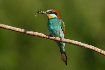 European bee-eater, merops apiaster. The bird is sitting on a beautiful branch.