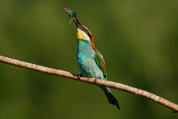 European bee-eater, Merops apiaster. The most colorful bird of Eurasia. the moment of eating prey