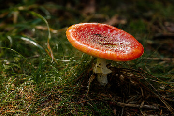 Red agaric fly mushroom of Fly Amanita (Amanita muscaria) in dark forest during autumn. Closeup in the nature