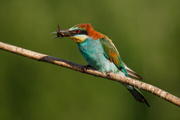 European bee-eater, merops apiaster. The bird is sitting on a beautiful branch.