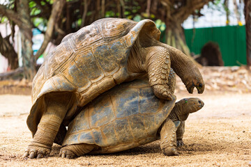Seychellen-Riesenschildkr&ouml;te oder Aldabrachelys gigantea hololissa, auch bekannt als Seychellen-Kuppel-Riesenschildkr&ouml;te. Zwei Riesenschildkr&ouml;ten, bei der Paarung auf der Insel Mauritius