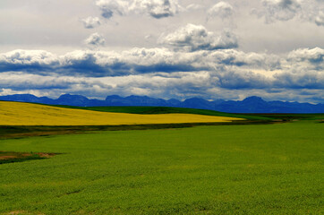 Montana - Ominous Clouds approaching Yellow Field by Highway 89 to Browning