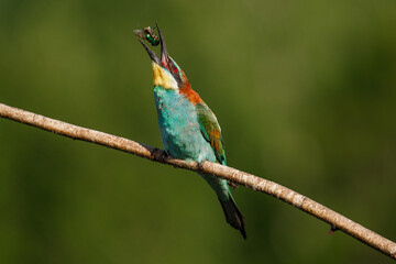 European bee-eater, Merops apiaster. The most colorful bird of Eurasia. the moment of eating prey