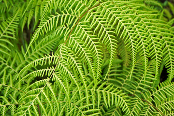 Fern leaves background, Brazil