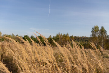 трава и небо