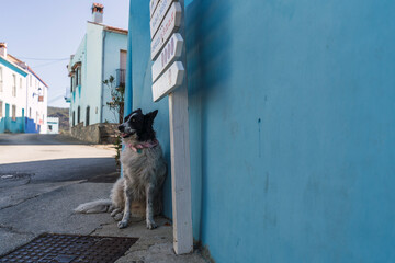 Perro blanco y negro en pueblo azul andaluz