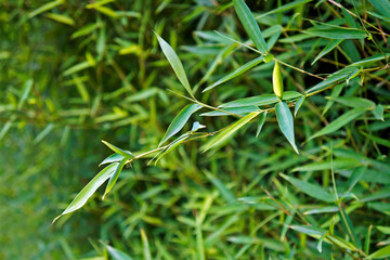 Bamboo leaves, Ouro Preto, Brazil 