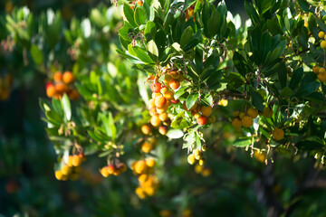 Red, oranges and yellows fruits from strawberry tree in autumn (october) with side late afternoon light.