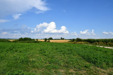 Obraz premium A view of a dense field, meadow or pastureland surrounded with trees, shrubs, and hills from all sides seen on a sunny yet cloudy summer day on a Polish countryside during a hike 