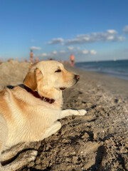 golden retriever on the beach