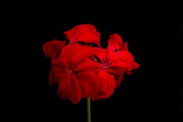 red poppy flower