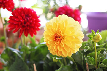 blooming dahlia flowers - yellow and red colors - spring flower garden