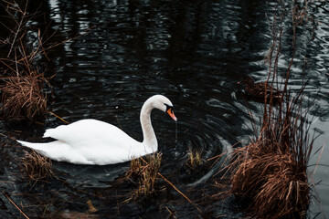 Swan gracefully swimming through the Lakes in Copenhagen, Denmark in Feburary 2018