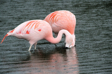 A Flamingo in the water in the rain