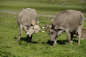 Kühe und Kälber in den Bergen