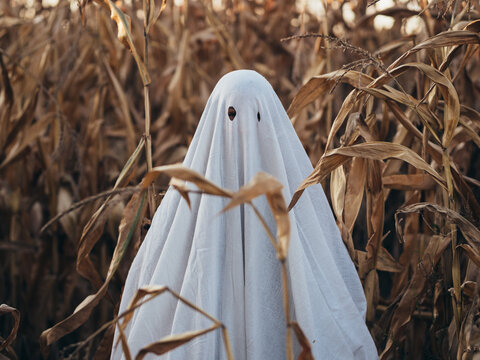 Ghost at cornfield, creepy ghost at halloween