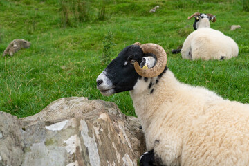 A Scottish blackface sheep on the Isle of Skye