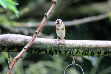 A Gold Finch on a Bird Feeder