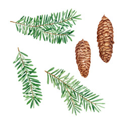 Spruce branch in watercolor