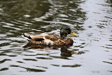 A view of a Mallard Duck