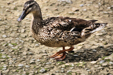 Fototapeta premium A view of a Mallard Duck