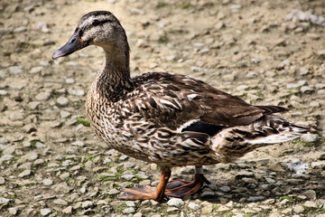 A view of a Mallard Duck