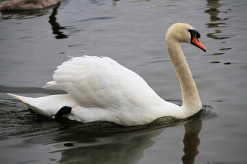 Obraz premium A Mute Swan on the water