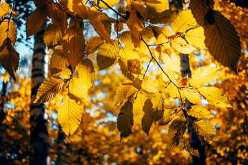 Breathtaking view of magic trees in warm light.