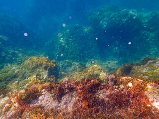Sfondo marino (280)