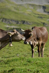 Kühe und Kälber in den Bergen